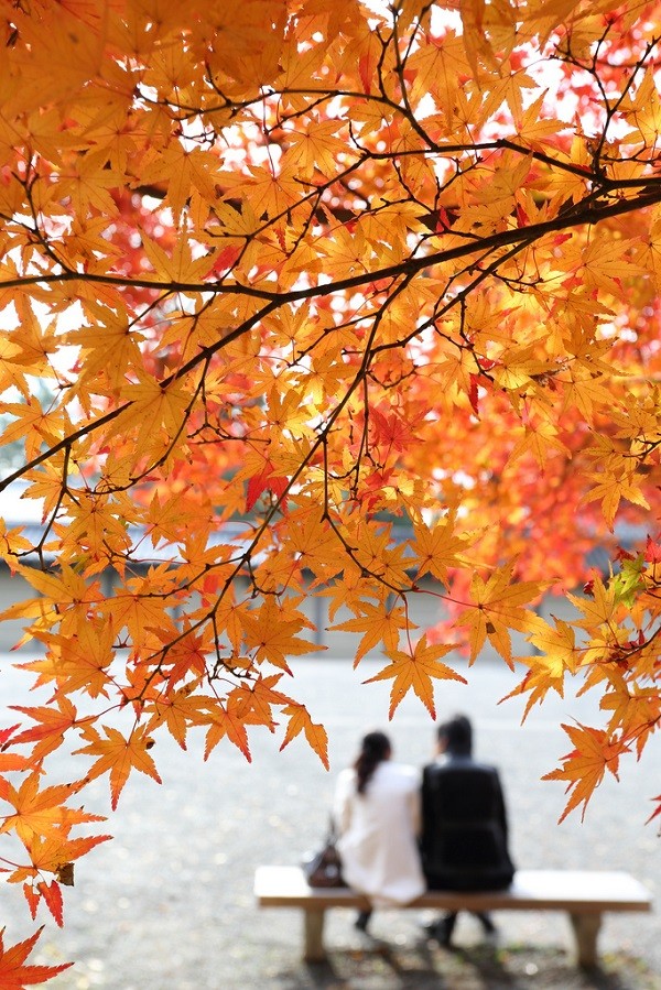 Cây Phong ở Kyoto, Nhật Bản