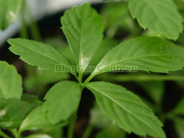 Cây Giảo Cổ Lam (Cây Ngũ Diệp Sâm),họ bầu bí, họ Curcubitaceae, cây giảo cổ lam,Gynostemma pentaphyllum (Thunb.) Makin, cây ngũ diệp sâm, cây thất diệp đảm, cây cỏ thần kì, cây trường thọ,cay giao co lam,