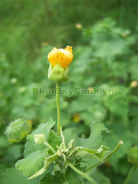 Cây Cối Xay (Cây Kim Hoa Thảo),Abutilon indicum(L) G.Sweet ,họ bông,Malvaceaecây cối xay,cây kim hoa thảo, cây nhĩ hương thảo, cây quỳnh ma, cây co to ép, cây Phao tôn,cây ma mãnh thảo, cay coi xay, hình ảnh cây cối xay, công dụng cây cối xay, cây cối xay chữa bệnh,