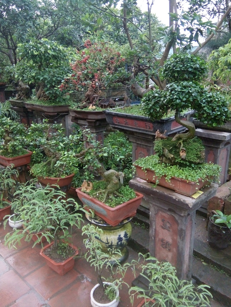 bán cây bon sai,sanh,sung,lộc vừng,đa,mua bán cây cảnh,hoa cảnh,sinh vật cảnh,hòn non bộ,Toàn quốc