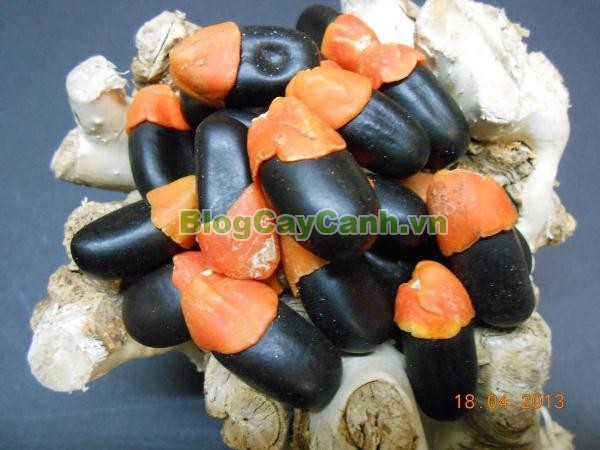 Cây Gõ Đỏ (Cây Hổ Bì),cay go do, gỗ gõ đỏ, cây gõ đỏ, giá trị cây gõ đỏ, họ Đậu, họ Fabaceae, cây cà te, cây hổ bì, Afzelia xylocarpa, cây gõ đỏ đẹp,