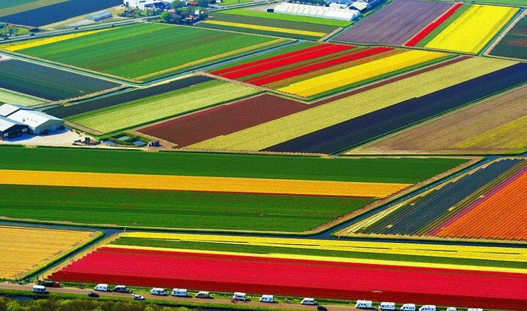 Cánh đồng hoa tulip Hà Lan Hà Lan
