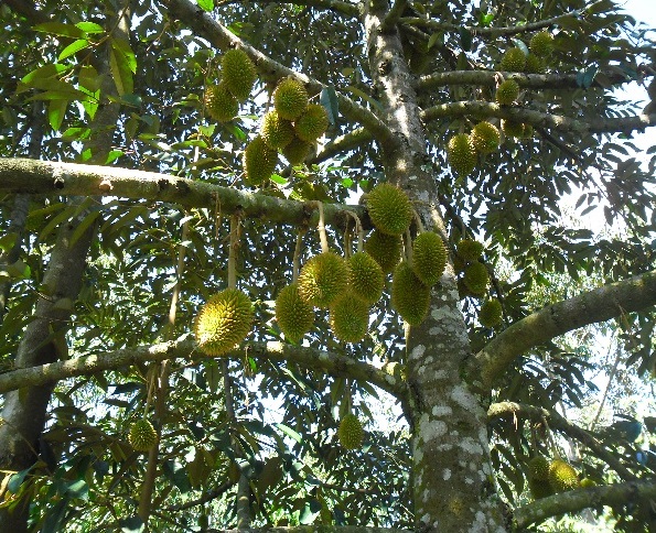Sầu riêng,Durio,Malvaceae,Durionaceae,cây ăn quả,vua của các loại trái cây