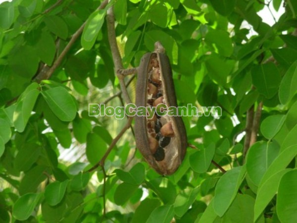 Cây Gõ Đỏ (Cây Hổ Bì),cay go do, gỗ gõ đỏ, cây gõ đỏ, giá trị cây gõ đỏ, họ Đậu, họ Fabaceae, cây cà te, cây hổ bì, Afzelia xylocarpa, cây gõ đỏ đẹp,