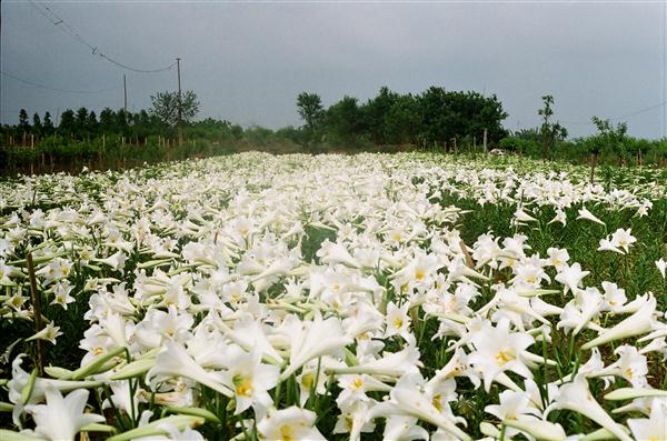 Hoa loa kèn,huệ tây,hoa huệ tây,hoa bách hợp,ý nghĩa hoa loa kèn,truyền thuyết hoa loa kèn,Lilium longiflorum,Lilium
