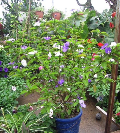 Hoa nhài Nhật,hoa Lài Nhật,nhài Nhật,lài Nhật,hoa nhài,hoa lài,lài hai màu,cà hoa xanh,Brunfeldsia hopeana Benth