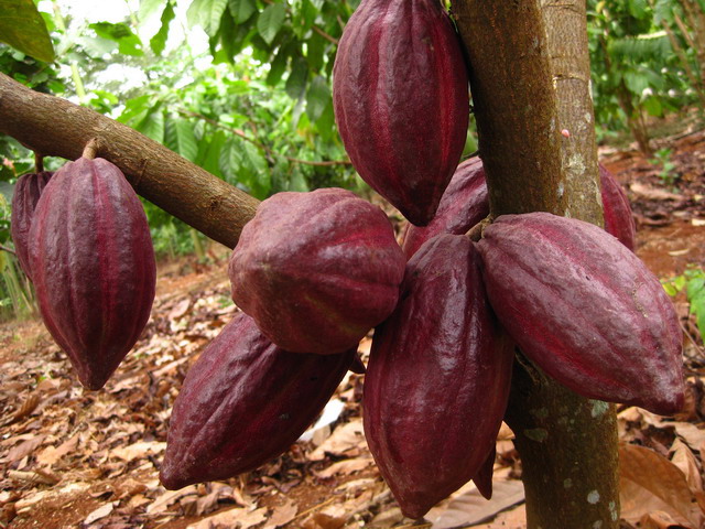 Cacao,cây cacao,Theobroma cacao