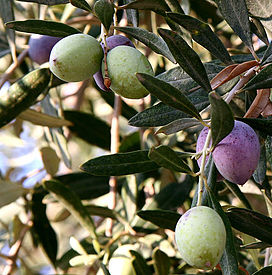Ô liu,cây ô liu,oliu,olive,Olea europaea,họ Ô liu,Oleaceae