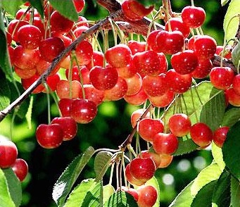 Cherry,cây cherry,cây anh đào,quả anh đào,cây ăn quả