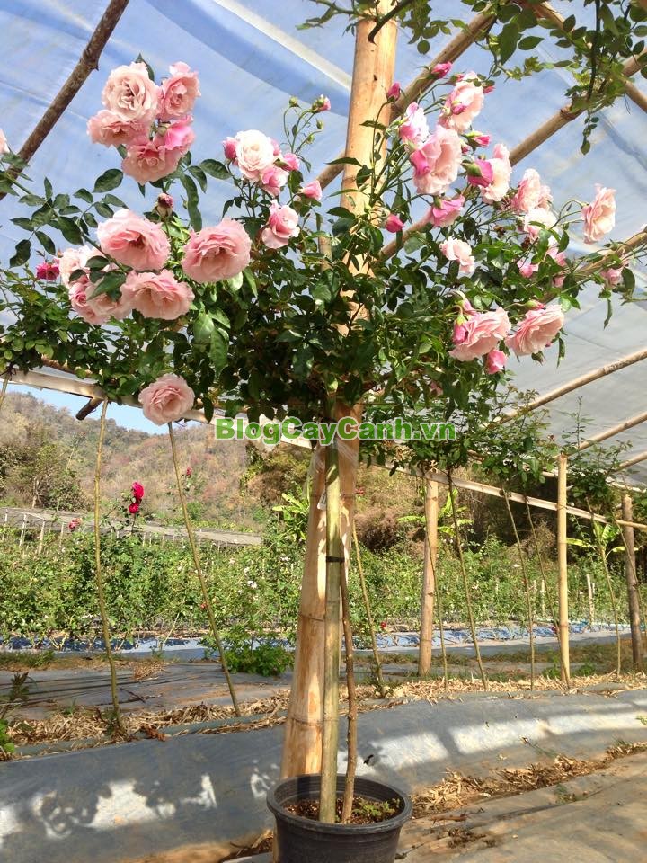 Cây Hoa Hồng Thân Gỗ - Tree Rose,Cây Hoa Hồng Thân Gỗ, tree rose, cây hoa hồng cổ, cây hồng cổ, rose, cây tết, cây tết 2017, cây hồng thân gỗ, hoa hồng thân gỗ, hồng cổ Sapa, cây hoa hồng Sapa,cây hoa chơi tết,