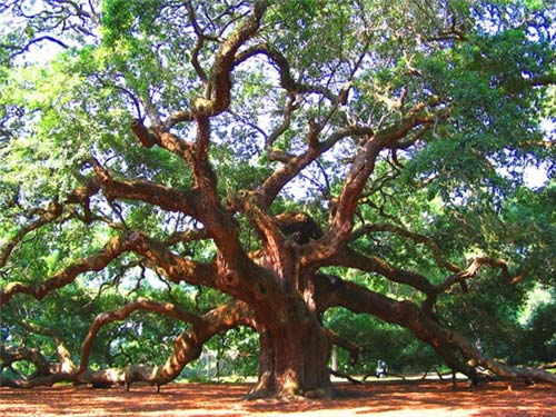 Cây sồi,cây sồi thần tiên,Quercus