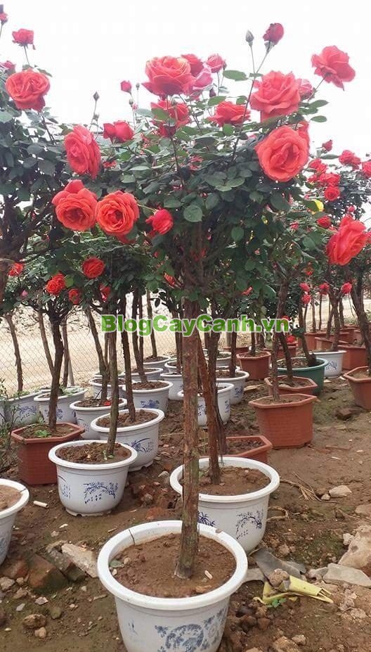 Cây Hoa Hồng Thân Gỗ - Tree Rose,Cây Hoa Hồng Thân Gỗ, tree rose, cây hoa hồng cổ, cây hồng cổ, rose, cây tết, cây tết 2017, cây hồng thân gỗ, hoa hồng thân gỗ, hồng cổ Sapa, cây hoa hồng Sapa,cây hoa chơi tết,