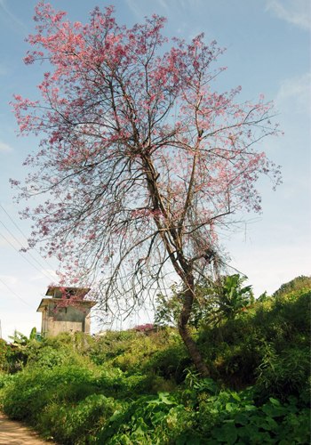 Mai anh đào ( Đào Đà Lạt )
