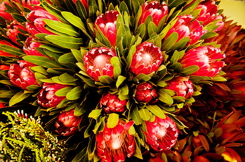 Hoa protea,king protea,quốc hoa Nam Phi,Honeypot,hoa bình mật,King Sugar Bush,Đường thảo Hoàng đế