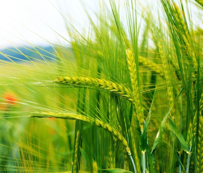 Lúa mì,tiểu mạch,cây lúa mì,cây lương thực,cây ngũ cốc,triticum,các loại lúa mì