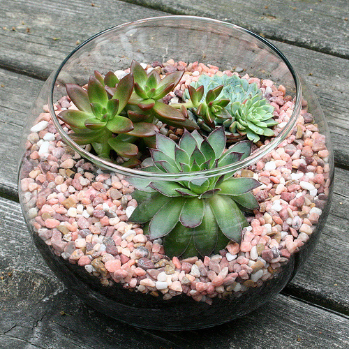 bình cây mini,bình cây nhỏ,bình cây tí hon,bình cây thủy tinh,cách làm bình cây mini,cách làm bình cây thủy tinh,cây cảnh mini,cây cảnh tí hon,terrarium