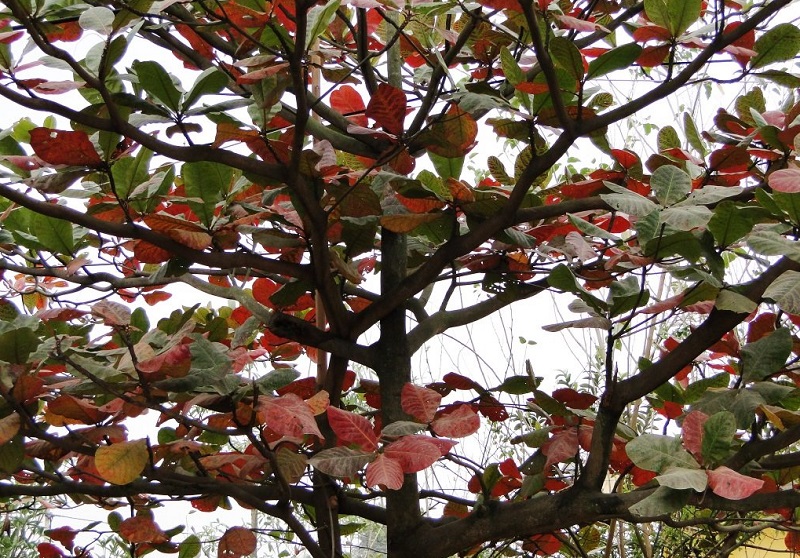 Cây bàng chuyển màu lá đỏ trước khi rụng lá