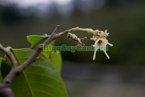 Cây Chò Đen,cây chò đen, Parashorea stellata Kurz., thuộc họ Dầu, họ Dipterocarpaceae, cây chò, chò đen, cay cho den,