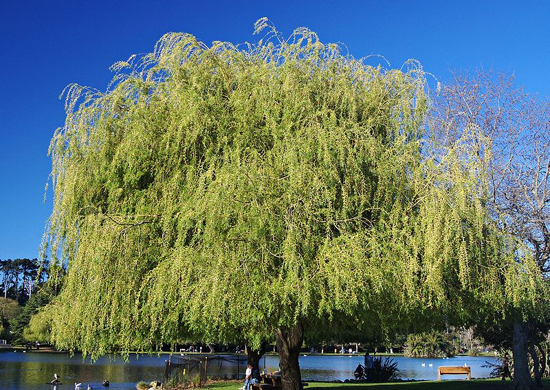 Chi liễu,cây liễu,các loài liễu,Salix,cây ngoại thất,cây phong cảnh,Liễu rủ tại Auckland, New Zealand