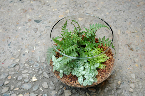 bình cây mini,bình cây nhỏ,bình cây tí hon,bình cây thủy tinh,cách làm bình cây mini,cách làm bình cây thủy tinh,cây cảnh mini,cây cảnh tí hon,terrarium