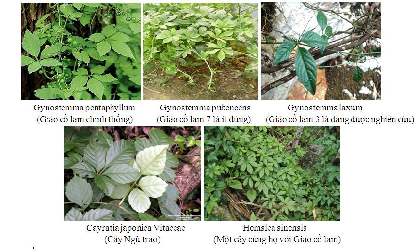 Cây Giảo Cổ Lam (Cây Ngũ Diệp Sâm),họ bầu bí, họ Curcubitaceae, cây giảo cổ lam,Gynostemma pentaphyllum (Thunb.) Makin, cây ngũ diệp sâm, cây thất diệp đảm, cây cỏ thần kì, cây trường thọ,cay giao co lam,