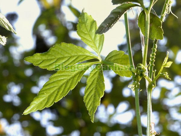 Cây Giảo Cổ Lam (Cây Ngũ Diệp Sâm),họ bầu bí, họ Curcubitaceae, cây giảo cổ lam,Gynostemma pentaphyllum (Thunb.) Makin, cây ngũ diệp sâm, cây thất diệp đảm, cây cỏ thần kì, cây trường thọ,cay giao co lam,