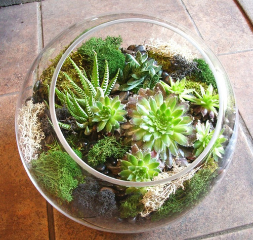 bình cây mini,bình cây nhỏ,bình cây tí hon,bình cây thủy tinh,cách làm bình cây mini,cách làm bình cây thủy tinh,cây cảnh mini,cây cảnh tí hon,terrarium