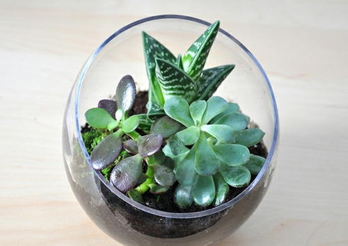 bình cây mini,bình cây nhỏ,bình cây tí hon,bình cây thủy tinh,cách làm bình cây mini,cách làm bình cây thủy tinh,cây cảnh mini,cây cảnh tí hon,terrarium