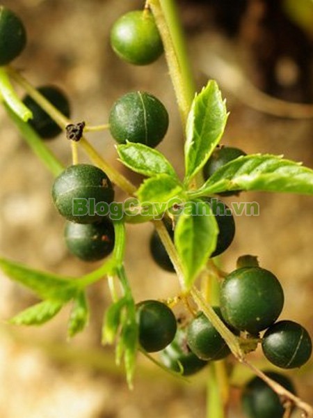 Cây Giảo Cổ Lam (Cây Ngũ Diệp Sâm),họ bầu bí, họ Curcubitaceae, cây giảo cổ lam,Gynostemma pentaphyllum (Thunb.) Makin, cây ngũ diệp sâm, cây thất diệp đảm, cây cỏ thần kì, cây trường thọ,cay giao co lam,