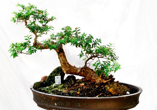 Cây ổi làm cảnh bonsai đẹp