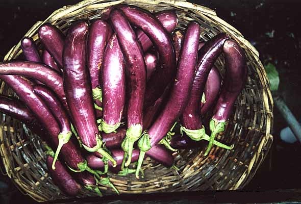 Cà tím,cà dái dê,Solanum melongena,họ cà,họ khoai tây,Solanaceae,tác dụng của cà tím