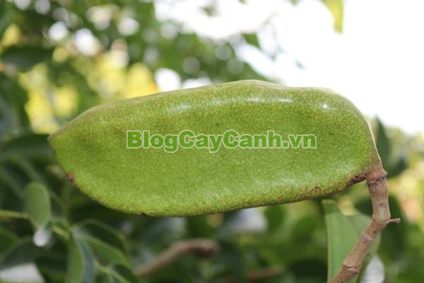 Cây Gõ Đỏ (Cây Hổ Bì),cay go do, gỗ gõ đỏ, cây gõ đỏ, giá trị cây gõ đỏ, họ Đậu, họ Fabaceae, cây cà te, cây hổ bì, Afzelia xylocarpa, cây gõ đỏ đẹp,