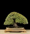 bonsai châu âu,bonsai đẹp châu âu,bon sai châu âu,triển lãm,Châu Âu,bonsai,thế cây,cây cảnh đẹp,Bonsai Châu Âu - Những tác phẩm đỉnh cao ( Phần 4 )