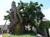 Nhà thờ cây sồi,cây sồi,cây sồi nghìn tuổi,nhà thờ độc đáo trên cây sồi,nhà thờ Chêne Chapelle,ngôi làng Allouville-Bellefosse,nước Pháp,cây sồi đặc biệt,cây kỳ lạ nhất thế giới,phong cảnh đẹp,Nhà thờ độc đáo trên cây sồi nghìn tuổi
