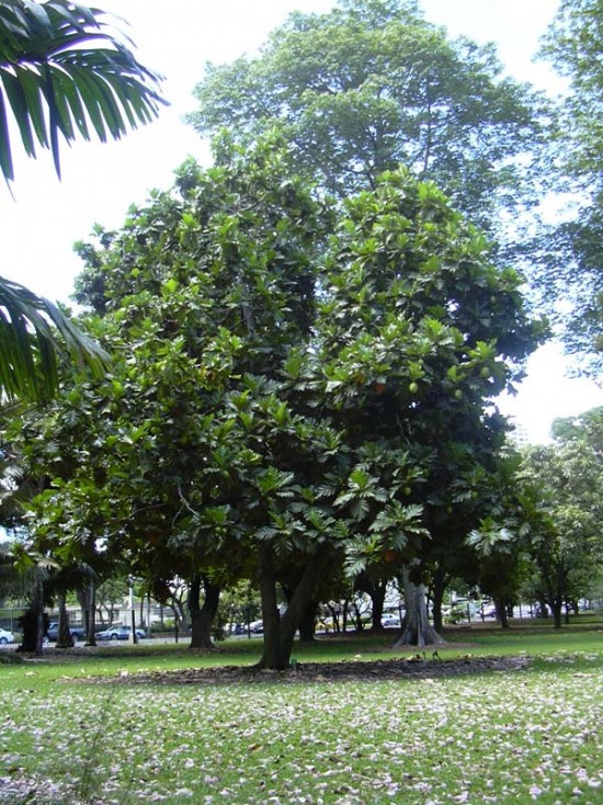 Xa kê - sa kê - cây bánh mì - Artocarpus altilis