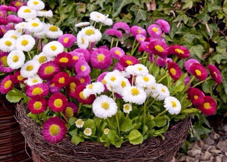 Hoa cúc Bellis Perennis,Bellis Perennis,hoa cúc,họ Cúc,Asteraceae,Compositae,hoa cúc daisy,daisy