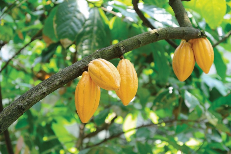 Cacao,cây cacao,Theobroma cacao