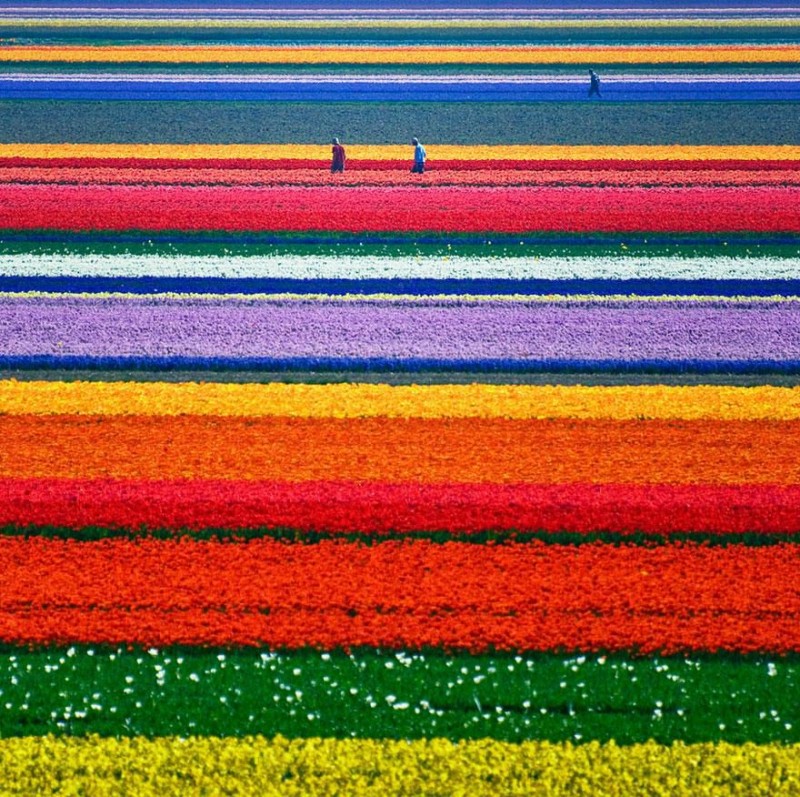 Cánh đồng hoa tulip Hà Lan Hà Lan