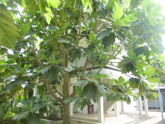 Xa kê - sa kê - cây bánh mì - Artocarpus altilis