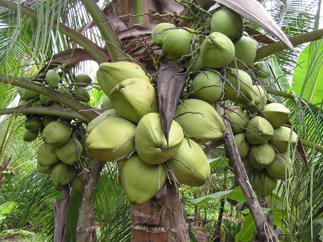 Cây Dừa