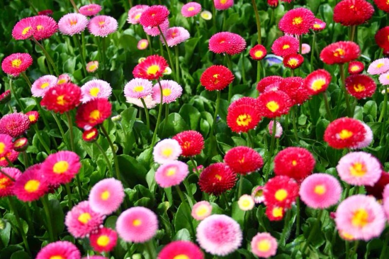 Hoa cúc Bellis Perennis,Bellis Perennis,hoa cúc,họ Cúc,Asteraceae,Compositae,hoa cúc daisy,daisy