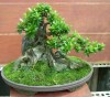 Chăm sóc cây cảnh,tạo rêu cho cây cảnh,bonsai,cay canh,Tạo rêu xanh cho cây Bonsai trên đá