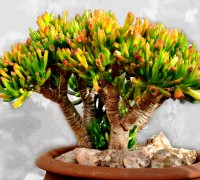 Sen ống điếu,sen ong dieu,sen đá,hoa đá,xương rồng,Sen ống điếu