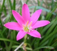 Tóc tiên hồng,toc tien hong,hoa tóc tiên,tóc tiên,toc tien,báo vũ,Zephyranthes rosea,Zephyranthes,cây hoa,Tóc tiên hồng