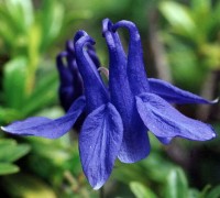 Hoa bồ câu,Mao lương hoàng liên,hoa sao Hoàng liên,hoa lâu đẫu,hoa rẽ quạt,Aquilegia vulgaris,Hoa bồ câu