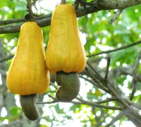 Cây điều,hạt điều,đào lộn hột,Anacardium occidentale L,Anacardium curatellifolium A.St.-Hil,tác dụng của hạt điều,lợi ích của hạt điều,Cây điều (Đào lộn hột)