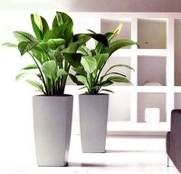 phong thủy,cây phong thủy,cây trong nhà,cây nội thất,cây cảnh,hoa cảnh,Bí quyết chọn và đặt cây cảnh trong nhà