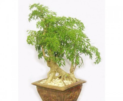 Cây đinh lăng,đinh lăng,cây gỏi cá,nam dương sâm,nam duong sam,Polyscias Fruticosa Harms,Araliaceae,Panax fruticosum,Panax fruticosus,Polyscias,Araliaceae,Đinh Lăng