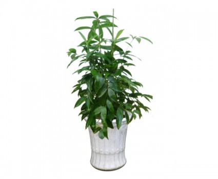 Cây trúc Nhật,Trúc Nhật