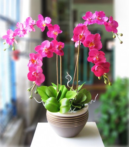 Lan hồ điệp,lan ho diep,hoa lan,hoa ngày tết,nữ hoàng của hoa lan,Phalaenopsis Blume,Lan hồ điệp